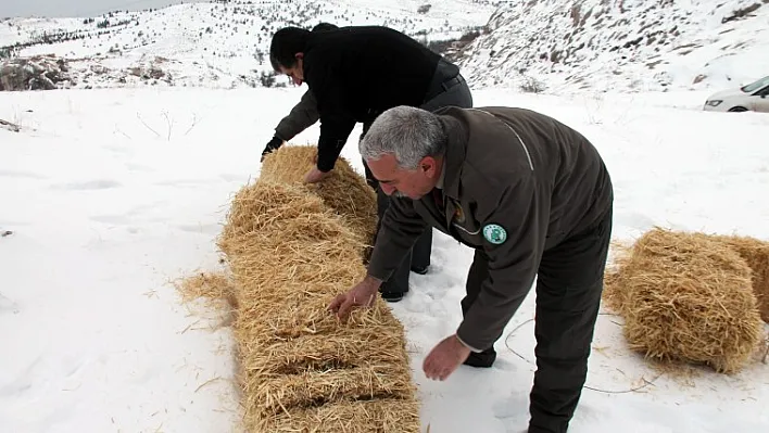 Yaban keçileri için saman ve yem bırakıldı