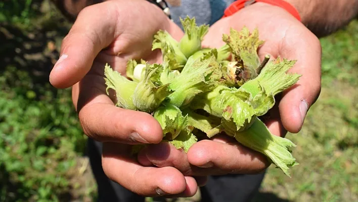 Fındık hasadında çocuk işçi çalıştırana ceza kesilecek