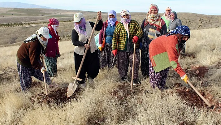 Ormanları kadınlar yetiştiriyor