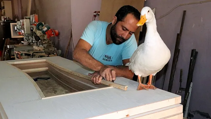 Mobilya ustası ile 'Boncuk'un şaşırtan dostluğu