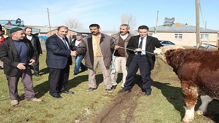 Elazığ'da damızlık boğa dağıtımı yapıldı
