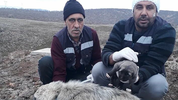 Bingöl'de anne köpek ve yavrusu koruma altına alındı