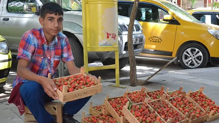 Gezin çileğine yoğun ilgi