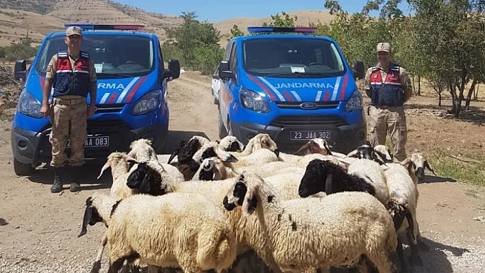 Kaybolan koyunlar drone ile bulundu