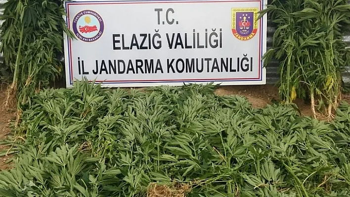 Elazığ'da uyuşturucudan 1 kişi tutuklandı