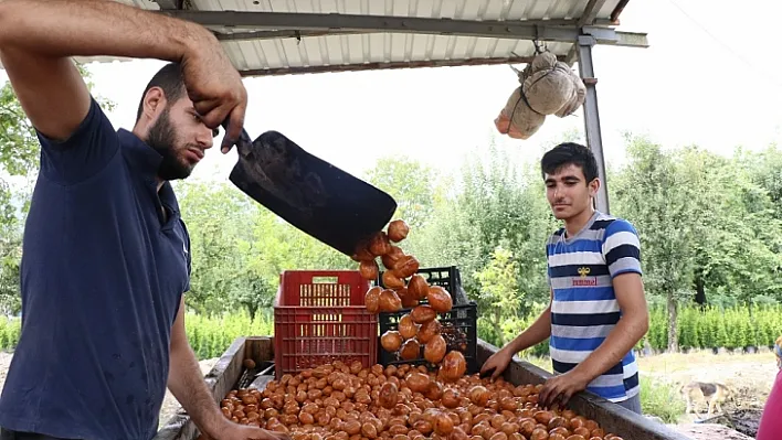 Geleceğin en güzel yatırımı 'ceviz'