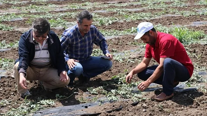 Dolu Elazığ'ın 82 köyünde zarara yol açtı