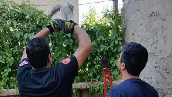 İtfaiye ekipleri, mahsur kalan hayvanları kurtardı