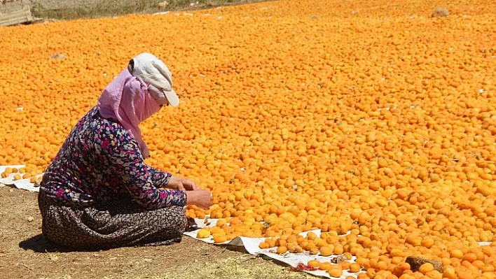 Kayısı, kadınlar için iş kapısı oldu