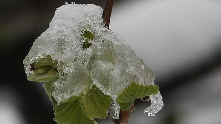 Elazığ ve Malatya'ya zirai don uyarısı