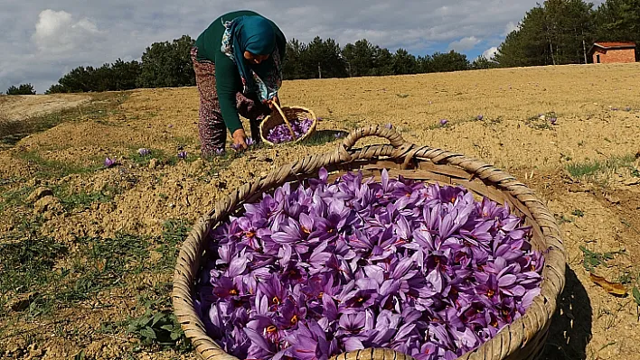 Kilosu 30 bin TL! Dünyanın en pahalı bitkisi