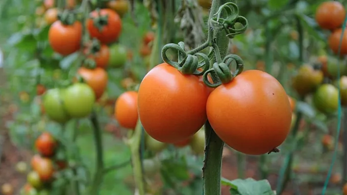 Menemen yemek lüks oldu