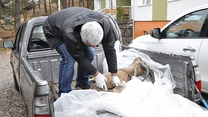 Dağ keçisi ölümlerinde 'veba' şüphesi