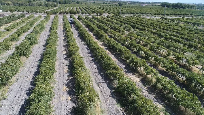 Türkiye'nin yarısı Elazığ'dan ürün alıyor