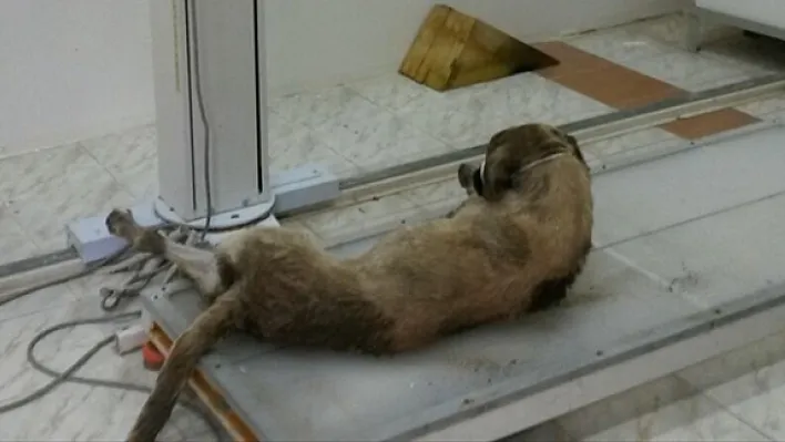 Yaralı köpek tedavi altına alındı