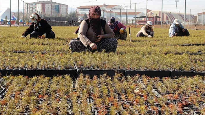 8 ilde 20 milyon fidan toprakla buluşacak