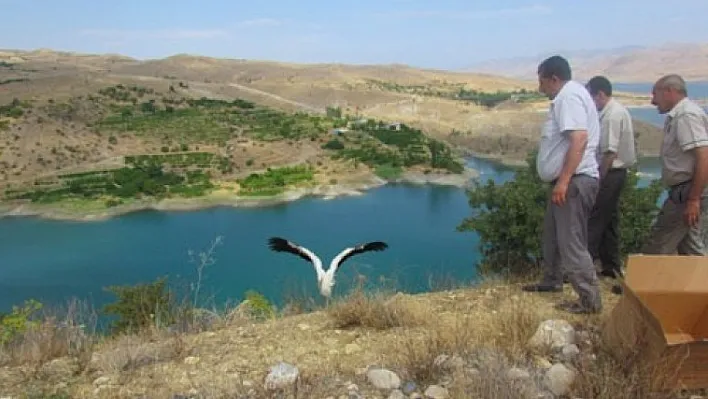 Yaralı leylekler doğaya bırakıldı