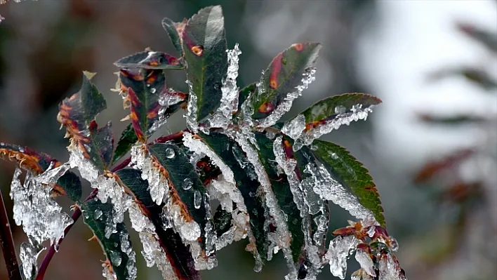 Meteoroloji zirai don uyarısını yeniledi
