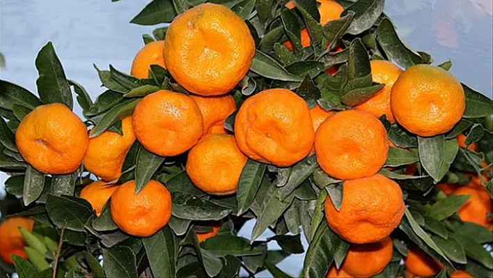 Bölge genelinde, zam şampiyonu mandalina oldu