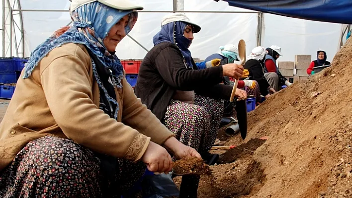 Teröristlerin tahrip ettiği yerleri kadınlar yeşertecek