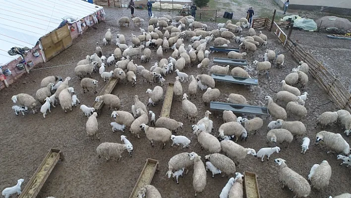 Koyun ve kuzuların duygusal buluşması sürüyor