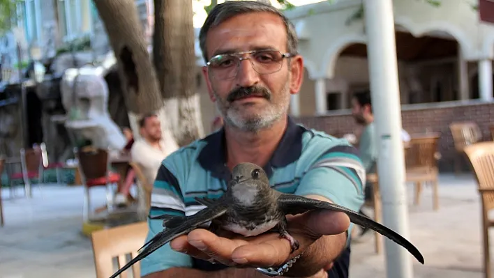 3,5 yıldır ebabil kuşu omzunda geziyor, gören şaşırıyor