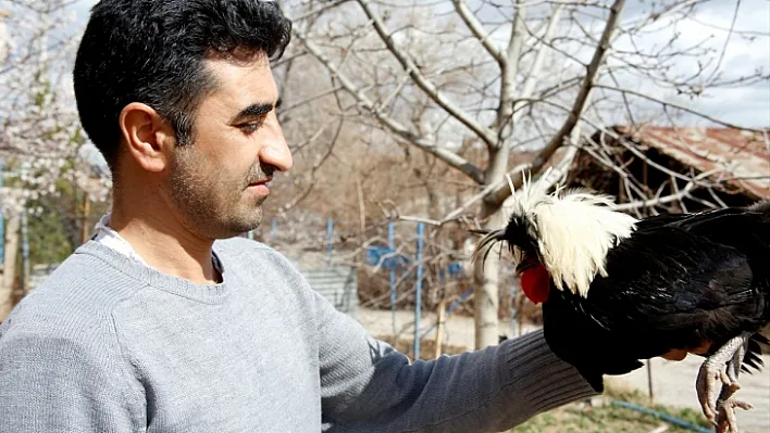 Beşiktaş sevgisi yetiştirdiği tavuklara da yansıdı 