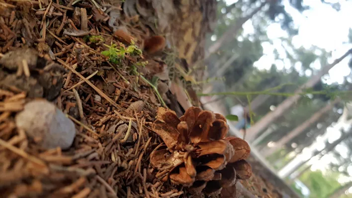 Elazığ'da bugün hava nasıl olacak?