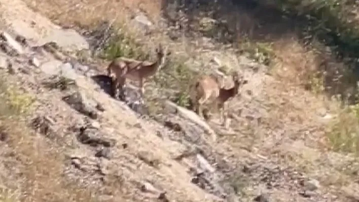 Harput'ta dağ keçileri görüntülendi