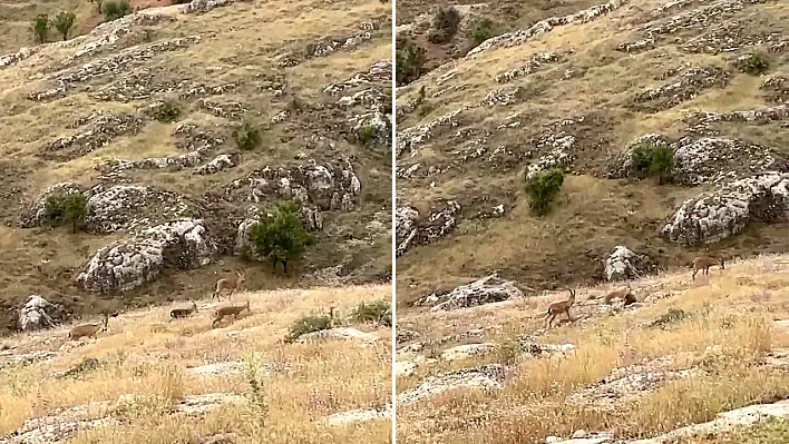 Harput'ta sürpriz misafirler
