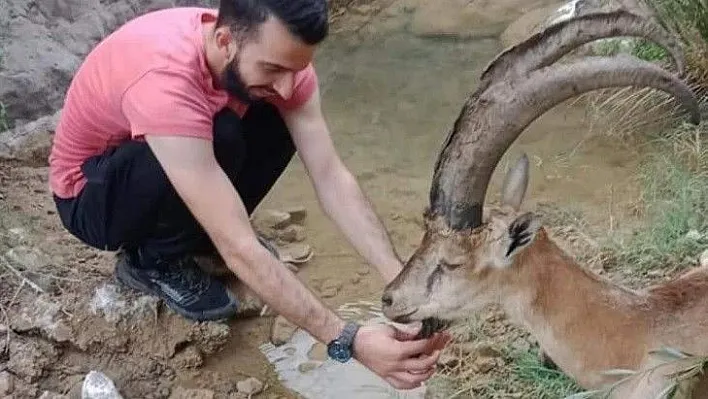 Hasta yaban keçisini 3 kilometre sırtlarında taşıdılar