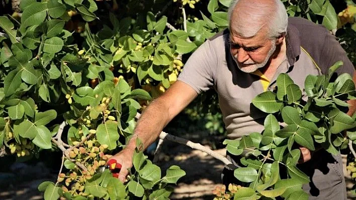 Hobi olarak diktiği fıstık ağaçları gelir kaynağı oldu