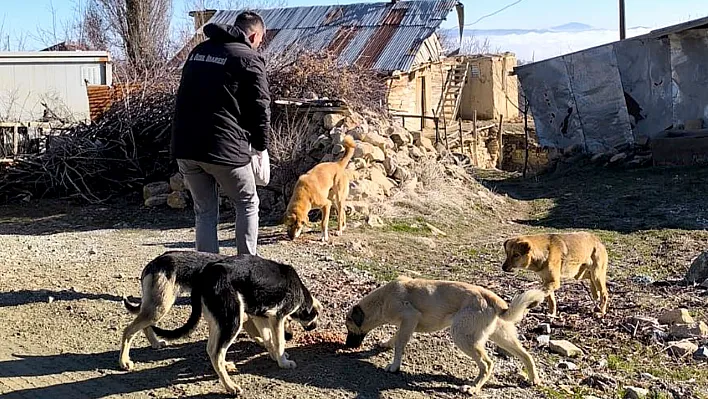 İl Özel İdare'den sokak hayvanlarına şefkat eli