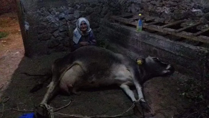 Vali Kaldırım Kayıtsız Kalmadı! Cemile Teyzenin tek geçim kaynağıydı