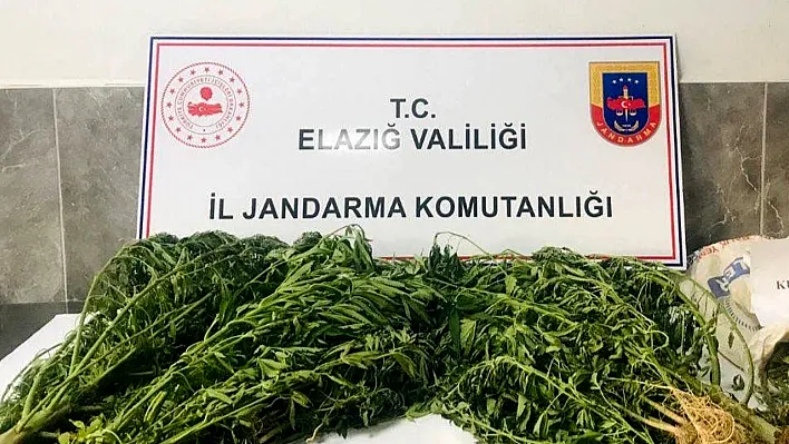 Jandarmadan Keban'da 'kenevir' operasyonu