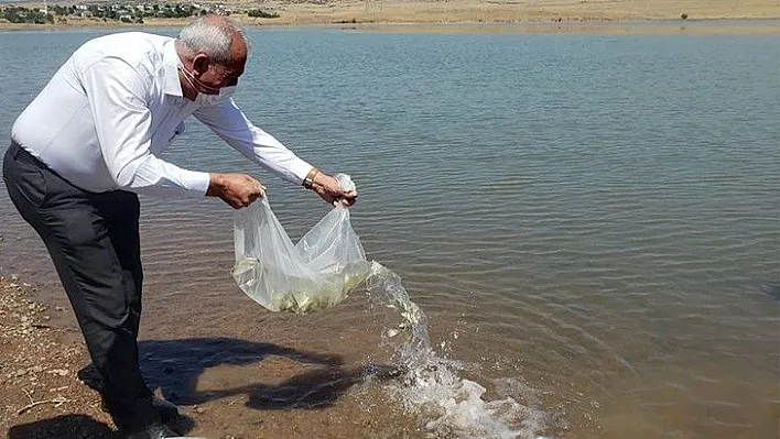 Kalecik Barajı'na 5 bin sazan yavrusu bırakıldı