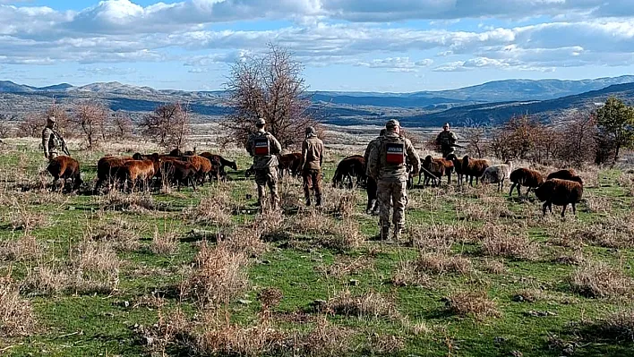 Kaybolan koyunları jandarma buldu