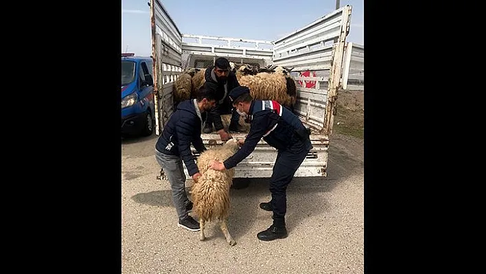 Kayıp hayvanlar jandarma tarafından bulundu