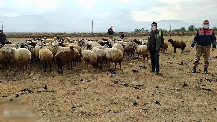 Kayıp koyun sürüsü drone ile bulundu