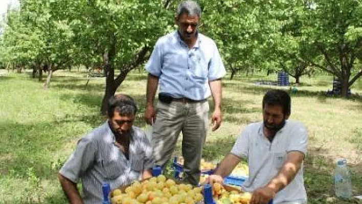 Keban’da Kayısı Hasadı Başladı