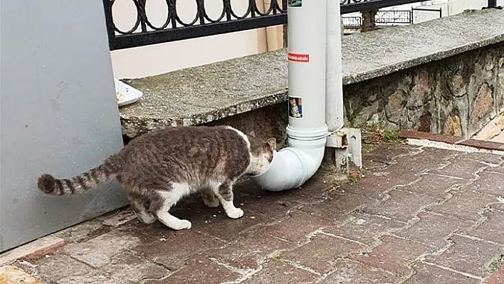 Keban Kaymakamlığı cadde ve sokaklara mamalık koydu