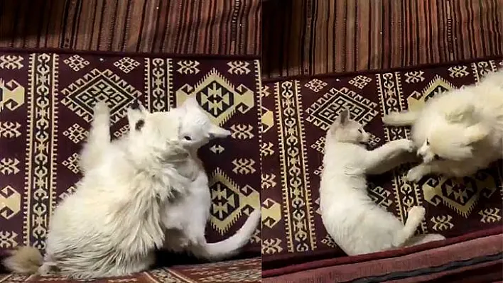 Kedi ile köpeğin şaşırtan dostluğu