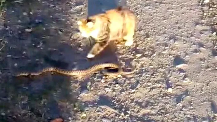 Kedi ile yılanın kavgası kameralara yansıdı