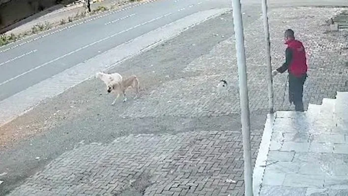 Kedi, köpeğe kafa tuttu