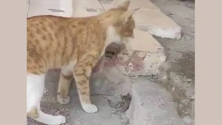 Kediye yem olmak istemeyen fare ölü taklidi yaptı