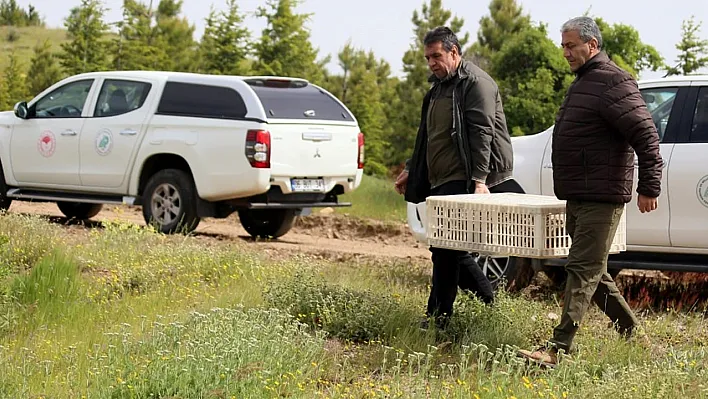 Kınalı keklikler doğaya bırakıldı