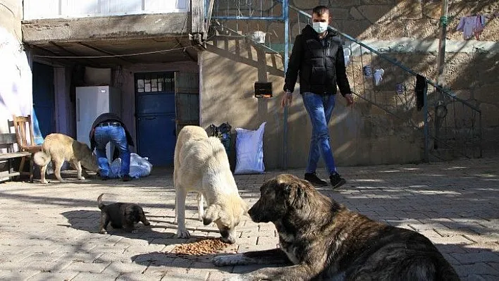 Kış geldi, sokak hayvanları muhtara kaldı