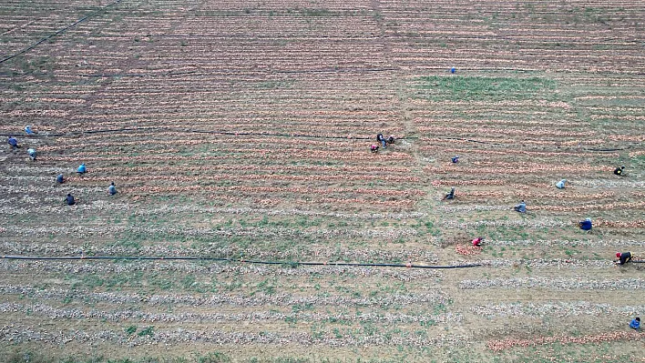 Kışlık soğanda hasat zamanı