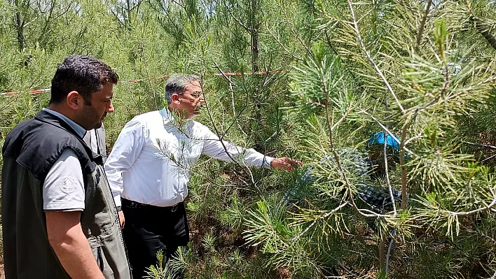 Kızılçam ormanlarında sıklık çalışması