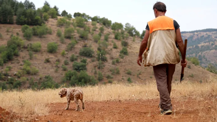 Köpeğiyle 'kara elmas' avında